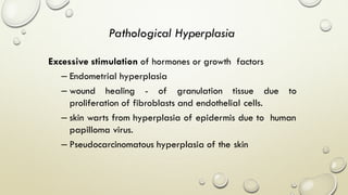 Excessive stimulation of hormones or growth factors
– Endometrial hyperplasia
– wound healing - of granulation tissue due to
proliferation of fibroblasts and endothelial cells.
– skin warts from hyperplasia of epidermis due to human
papilloma virus.
– Pseudocarcinomatous hyperplasia of the skin
Pathological Hyperplasia
 