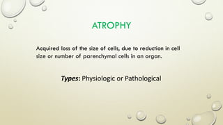 ATROPHY
Types: Physiologic or Pathological
Acquired loss of the size of cells, due to reduction in cell
size or number of parenchymal cells in an organ.
 