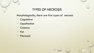 TYPES OF NECROSIS
Morphologically, there are five types of necrosis
 Cogulative
 Liquefaction
 Caseous
 Fat
 Fibrinoid
 