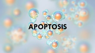 APOPTOSIS
 