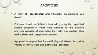 APOPTOSIS
• A form of ‘coordinated and internally programmed cell
death’
• Pathway of cell death that is induced by a tightly regulated
suicide program in which cells destined to die activate
enzymes capable of degrading the cells' own nuclear DNA
and nuclear and cytoplasmic proteins
• Apoptosis is responsible for mediating cell death in a wide
variety of physiologic and pathologic processes
 