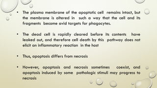 • The plasma membrane of the apoptotic cell remains intact, but
the membrane is altered in such a way that the cell and its
fragments become avid targets for phagocytes.
• The dead cell is rapidly cleared before its contents have
leaked out, and therefore cell death by this pathway does not
elicit an inflammatory reaction in the host
• Thus, apoptosis differs from necrosis
• However, apoptosis and necrosis sometimes coexist, and
apoptosis induced by some pathologic stimuli may progress to
necrosis
 