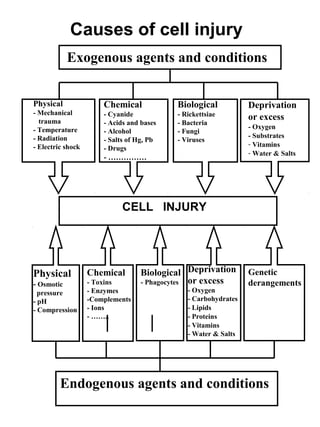 Causes of cell injury
Exogenous agents and conditions
Endogenous agents and conditions
CELL INJURY
Physical
- Mechanical
trauma
- Temperature
- Radiation
- Electric shock
Chemical
- Cyanide
- Acids and bases
- Alcohol
- Salts of Hg, Pb
- Drugs
- ……………
Biological
- Rickettsiae
- Bacteria
- Fungi
- Viruses
Deprivation
or excess
- Oxygen
- Substrates
- Vitamins
- Water & Salts
Physical
- Osmotic
pressure
- pH
- Compression
Chemical
- Toxins
- Enzymes
-Complements
- Ions
- ……..
Biological
- Phagocytes
Deprivation
or excess
- Oxygen
- Carbohydrates
- Lipids
- Proteins
- Vitamins
- Water & Salts
Genetic
derangements
 