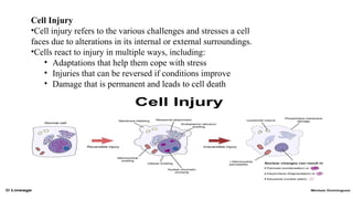 Comprehensive Overview of Cell Injury and Cellular Adaptation ...
