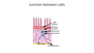 Cell interactions and signal transduction | PPT
