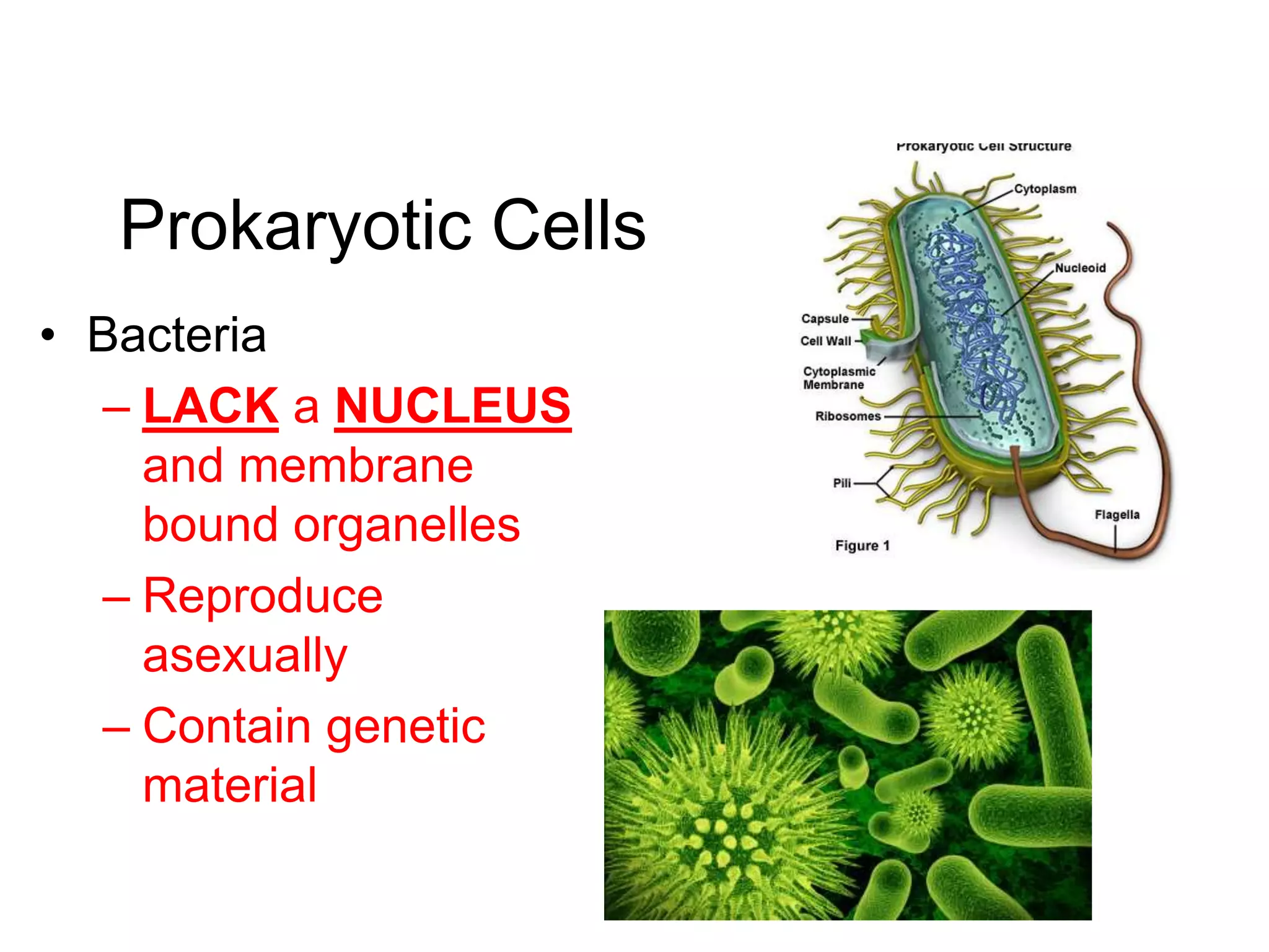 Prokaryotic Cells
• Bacteria
  – LACK a NUCLEUS
    and membrane
    bound organelles
  – Reproduce
    asexually
  – Contain genetic
    material
 