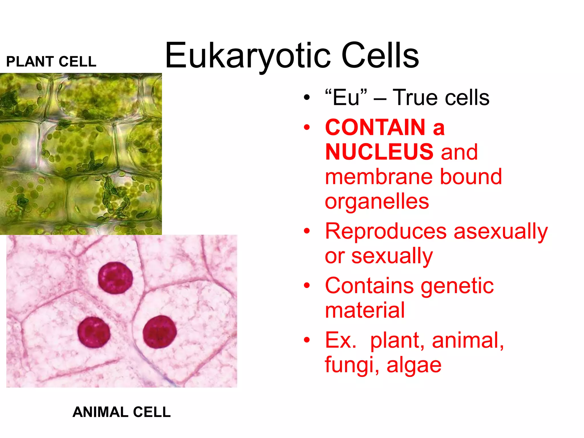 PLANT CELL       Eukaryotic Cells
                         • “Eu” – True cells
                         • CONTAIN a
                           NUCLEUS and
                           membrane bound
                           organelles
                         • Reproduces asexually
                           or sexually
                         • Contains genetic
                           material
                         • Ex. plant, animal,
                           fungi, algae
       ANIMAL CELL
 