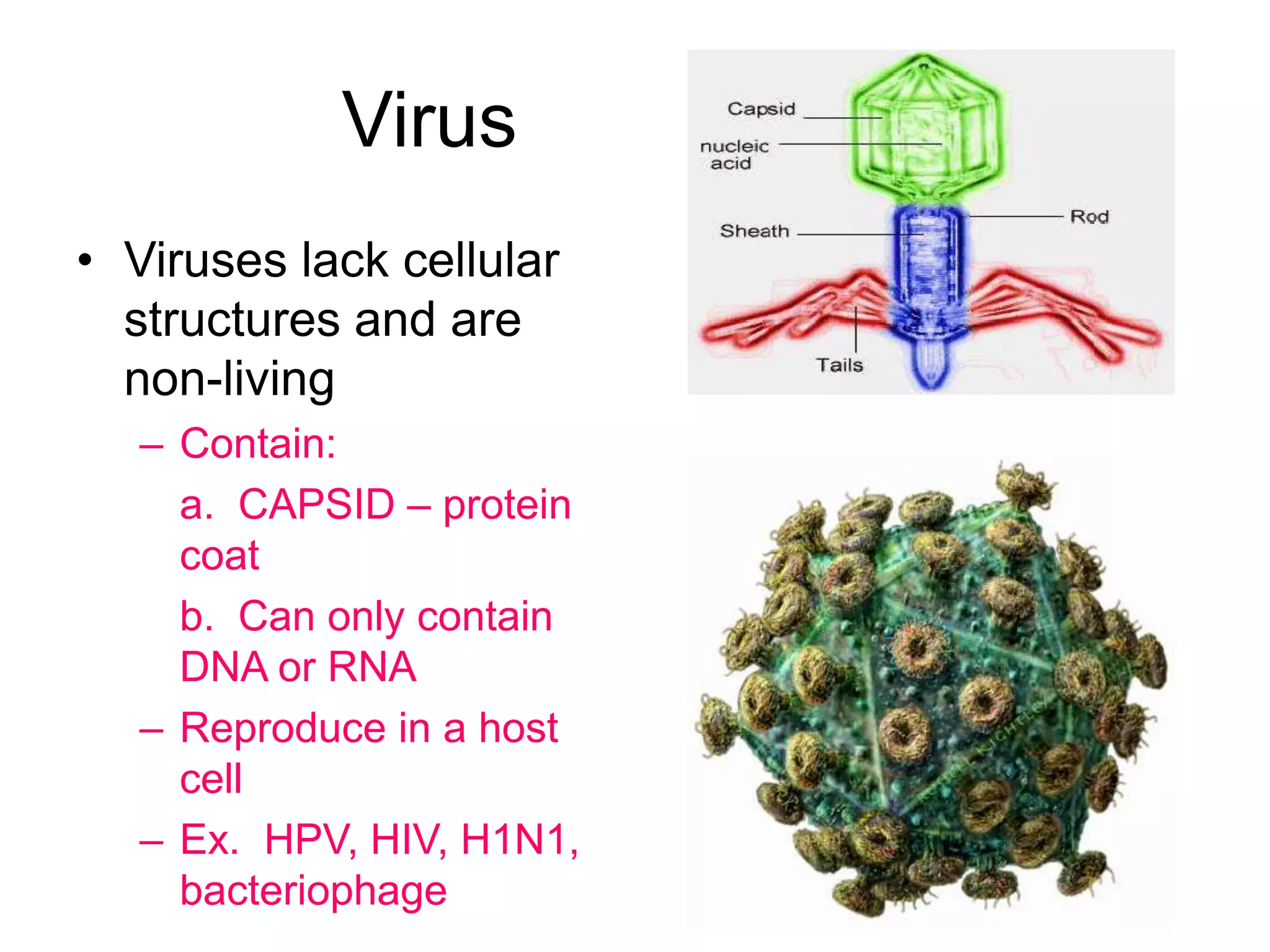 Virus
• Viruses lack cellular
  structures and are
  non-living
   – Contain:
     a. CAPSID – protein
     coat
     b. Can only contain
     DNA or RNA
   – Reproduce in a host
     cell
   – Ex. HPV, HIV, H1N1,
     bacteriophage
 
