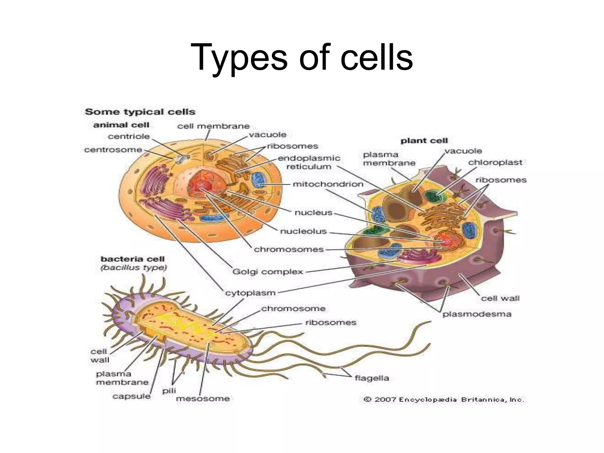 Types of cells
 
