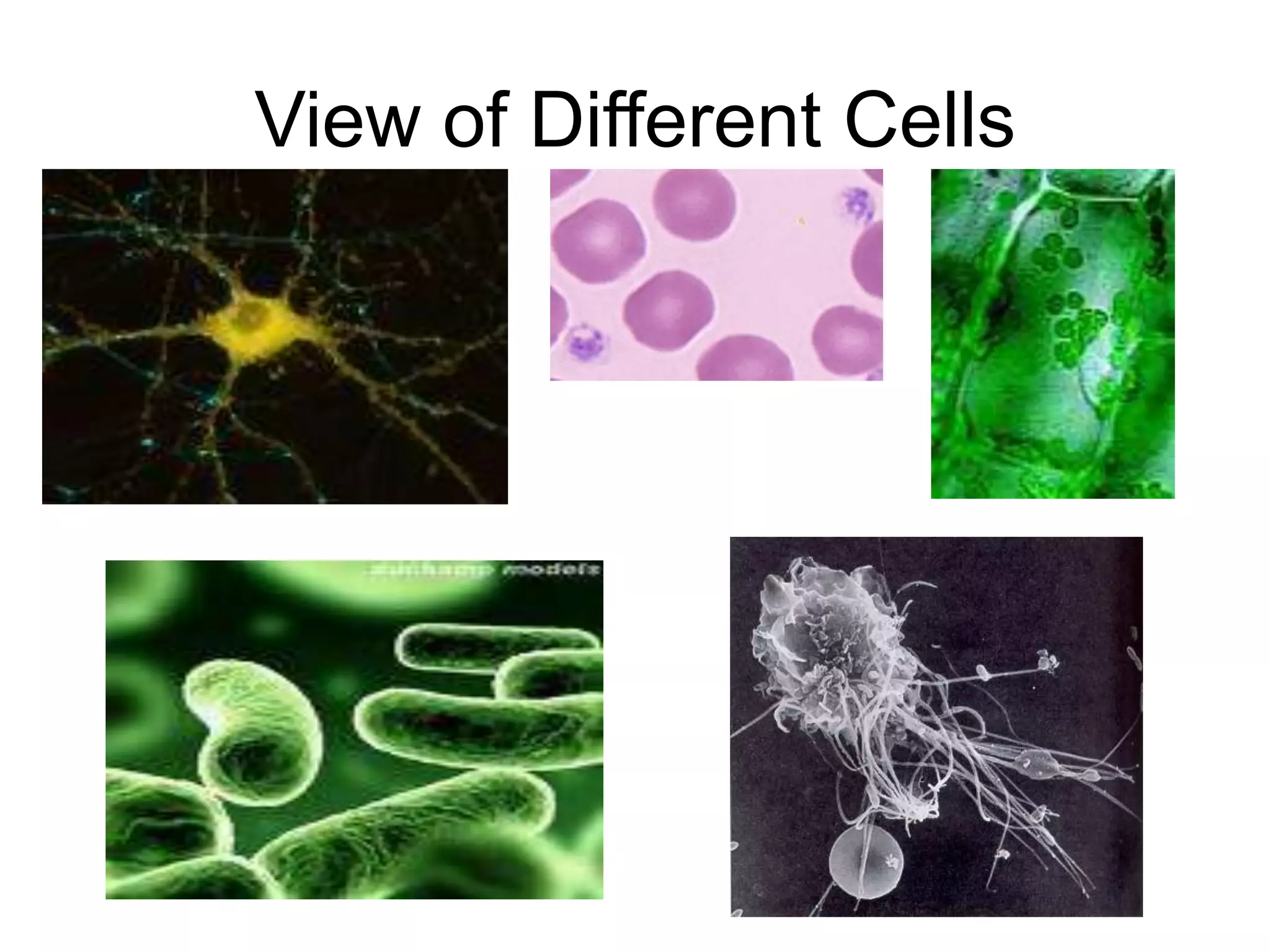 View of Different Cells
 