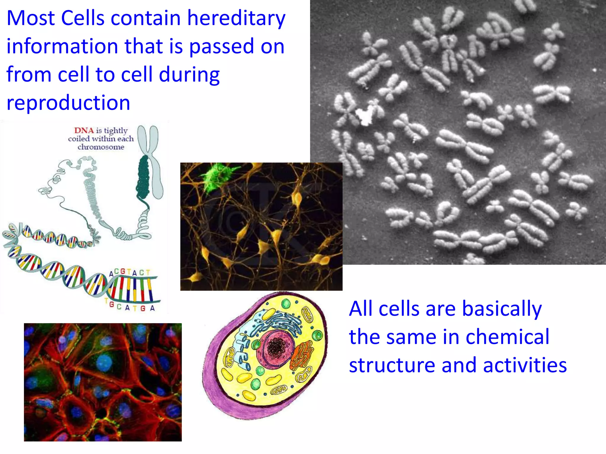 Most Cells contain hereditary
information that is passed on
from cell to cell during
reproduction




                                All cells are basically
                                the same in chemical
                                structure and activities
 