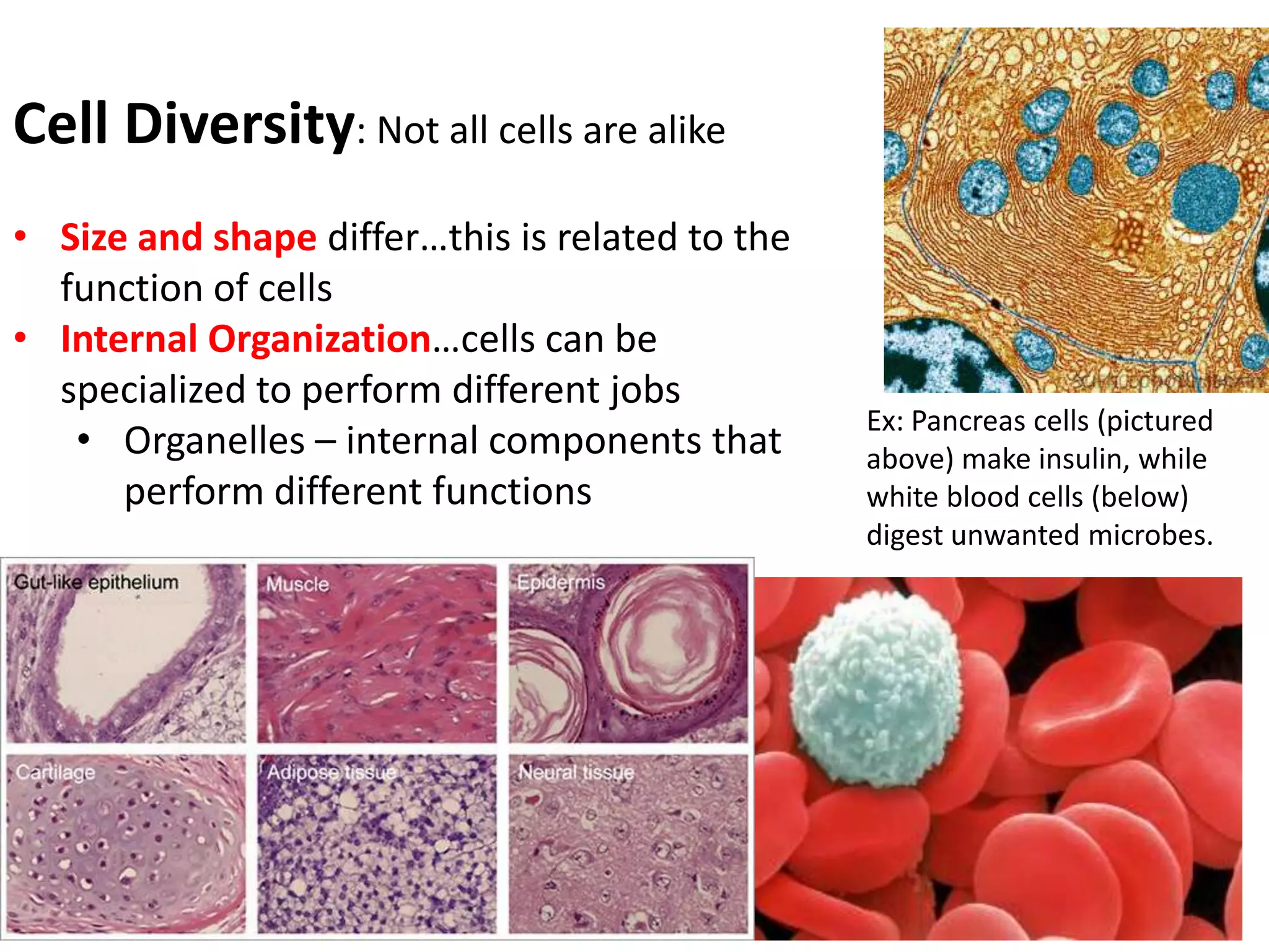 Cell Diversity: Not all cells are alike
• Size and shape differ…this is related to the
  function of cells
• Internal Organization…cells can be
  specialized to perform different jobs
                                                 Ex: Pancreas cells (pictured
   • Organelles – internal components that       above) make insulin, while
      perform different functions                white blood cells (below)
                                                 digest unwanted microbes.
 