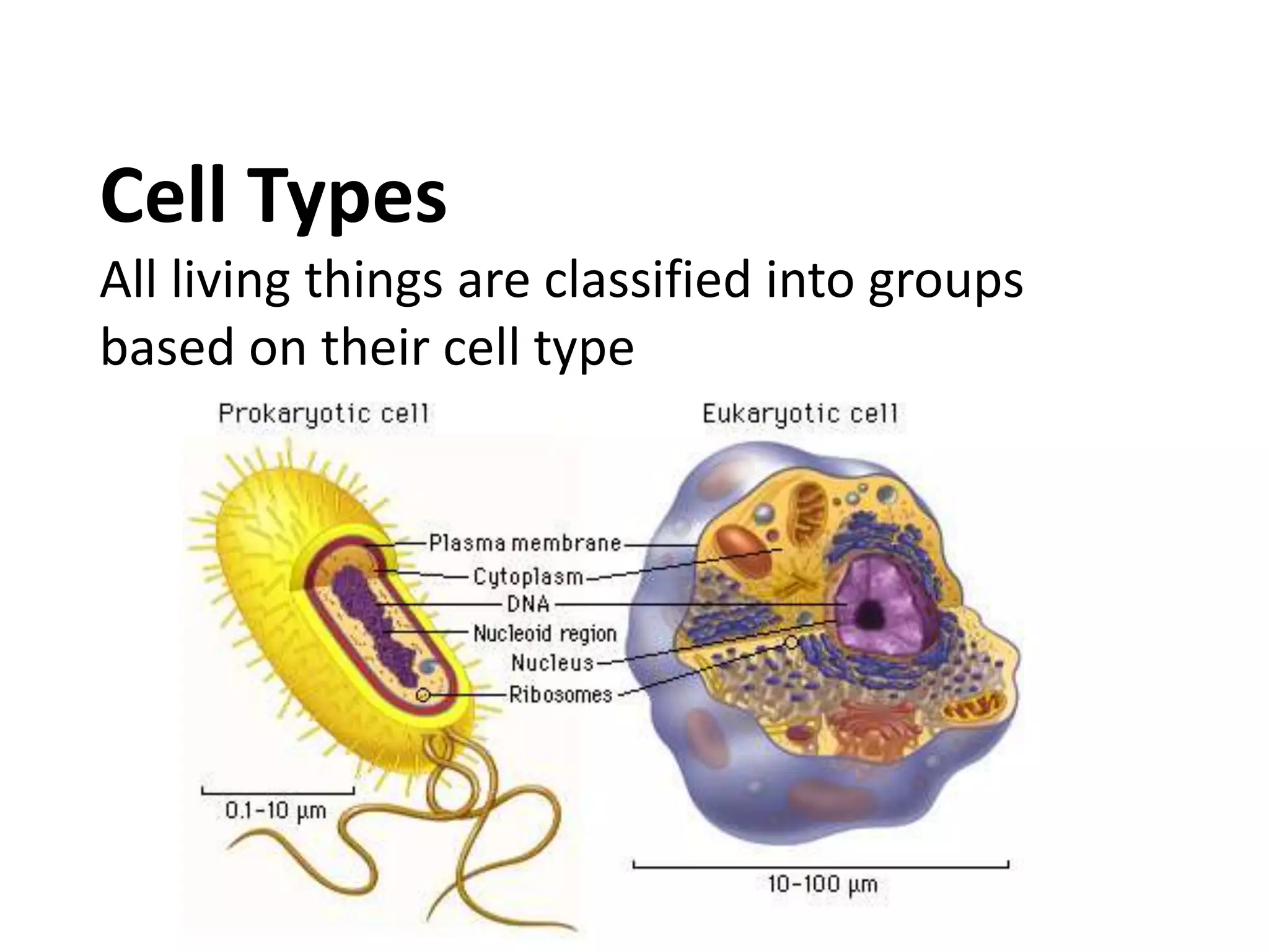 Cell Types
All living things are classified into groups
based on their cell type
 
