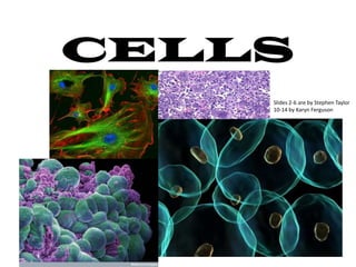 CELLS
    Slides 2-6 are by Stephen Taylor
    10-14 by Karyn Ferguson
 