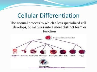 Cellular Differentiation The normal process by which a less specialized cell develops, or matures into a more distinct form or function