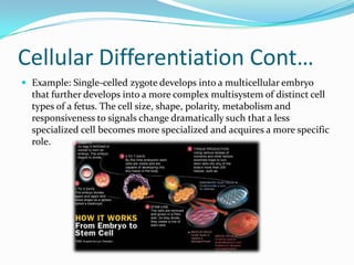 Cellular Differentiation Cont…Example: Single-celled zygote develops into a multicellular embryo that further develops into a more complex multisystem of distinct cell types of a fetus. The cell size, shape, polarity, metabolism and responsiveness to signals change dramatically such that a less specialized cell becomes more specialized and acquires a more specific role.