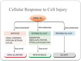 Comprehensive Overview of Cell Injury and Adaptation Mechanisms in ...