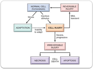 Comprehensive Overview of Cell Injury and Adaptation Mechanisms in ...
