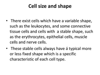 Cell size and shape
• There exist cells which have a variable shape,
such as the leukocytes, and some connective
tissue cells and cells with a stable shape, such
as the erythrocytes, epithelial cells, muscle
cells and nerve cells.
• These stable cells always have á typical more
or less fixed shape which is a specific
characteristic of each cell type.
 