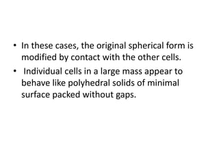 • In these cases, the original spherical form is
modified by contact with the other cells.
• Individual cells in a large mass appear to
behave like polyhedral solids of minimal
surface packed without gaps.
 