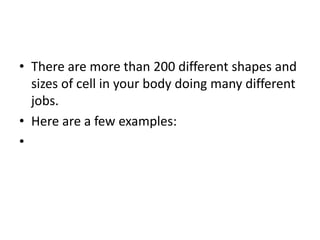 • There are more than 200 different shapes and
sizes of cell in your body doing many different
jobs.
• Here are a few examples:
•
 