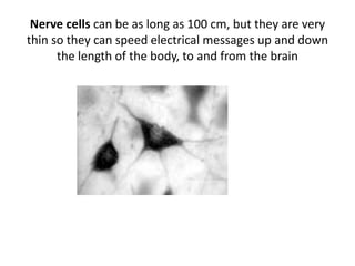 Nerve cells can be as long as 100 cm, but they are very
thin so they can speed electrical messages up and down
the length of the body, to and from the brain
 