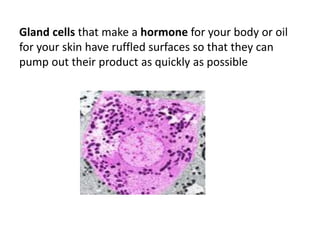Gland cells that make a hormone for your body or oil
for your skin have ruffled surfaces so that they can
pump out their product as quickly as possible
 