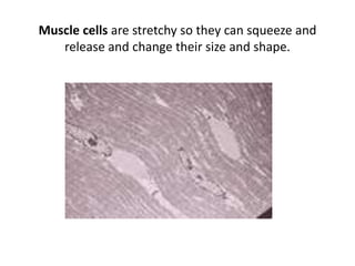 Muscle cells are stretchy so they can squeeze and
release and change their size and shape.
 