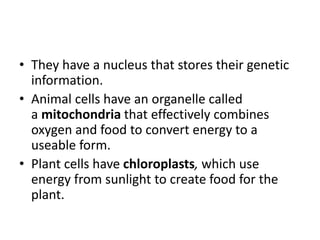 • They have a nucleus that stores their genetic
information.
• Animal cells have an organelle called
a mitochondria that effectively combines
oxygen and food to convert energy to a
useable form.
• Plant cells have chloroplasts, which use
energy from sunlight to create food for the
plant.
 