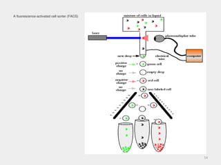 cell isolation and cell isolation methods | PPT