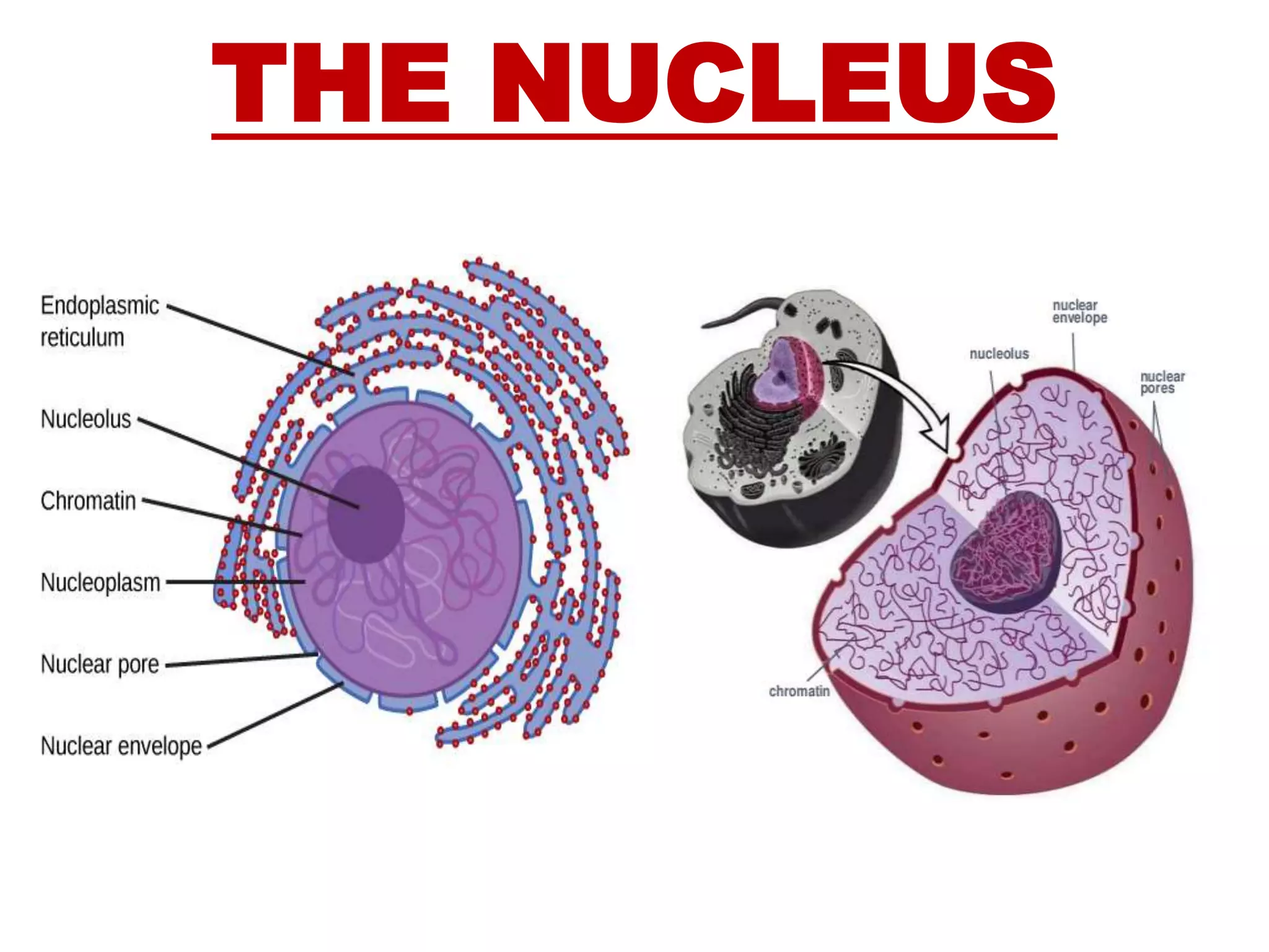 Cell & its organelles, inter cellular conections | PPSX