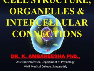 CELL STRUCTURE,
ORGANELLES &
INTERCELLULAR
CONNECTIONS
BY
DR. K. AMBAREESHA PhD.,
Assistant Professor, Department of Physiology
MNR Medical College, Sangareddy
 