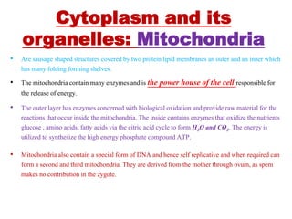 Cytoplasm and its
organelles: Mitochondria
• Are sausage shaped structures covered by two protein lipid membranes an outer and an inner which
has many folding forming shelves.
• The mitochondria contain many enzymes and is the power house of the cell responsible for
the release of energy.
• The outer layer has enzymes concerned with biological oxidation and provide raw material for the
reactions that occur inside the mitochondria. The inside contains enzymes that oxidize the nutrients
glucose , amino acids, fatty acids via the citric acid cycle to form H2O and CO2. The energy is
utilized to synthesize the high energy phosphate compound ATP.
• Mitochondria also contain a special form of DNA and hence self replicative and when required can
form a second and third mitochondria. They are derived from the mother through ovum, as spem
makes no contribution in the zygote.
 