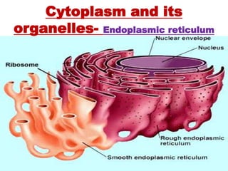 Cytoplasm and its
organelles- Endoplasmic reticulum
 