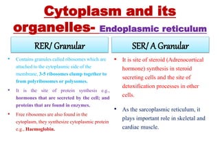 Cytoplasm and its
organelles- Endoplasmic reticulum
RER/ Granular
• Contains granules called ribosomes which are
attached to the cytoplasmic side of the
membrane, 3-5 ribosomes clump together to
from polyribosomes or polysomes.
• It is the site of protein synthesis e.g.,
hormones that are secreted by the cell; and
proteins that are found in enzymes.
• Free ribosomes are also found in the
cytoplasm, they synthesize cytoplasmic protein
e.g., Haemoglobin.
SER/ A Granular
• It is site of steroid (Adrenocortical
hormone) synthesis in steroid
secreting cells and the site of
detoxification processes in other
cells.
• As the sarcoplasmic reticulum, it
plays important role in skeletal and
cardiac muscle.
 
