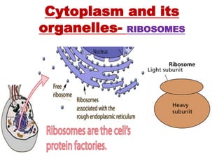 Cytoplasm and its
organelles- RIBOSOMES
 