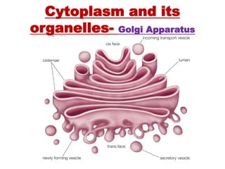 Cytoplasm and its
organelles- Golgi Apparatus
 
