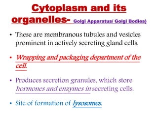 Cytoplasm and its
organelles- Golgi Apparatus/ Golgi Bodies)
• These are membranous tubules and vesicles
prominent in actively secreting gland cells.
• Wrapping and packaging department of the
cell.
• Produces secretion granules, which store
hormones and enzymes in secreting cells.
• Site of formation of lysosomes.
 