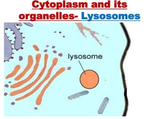 Cytoplasm and its
organelles- Lysosomes
 