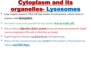 Cytoplasm and its
organelles- Lysosomes
• Large irregular structures, filled with large number of small granules, contain variety of
enzymes, called lysozymes.
• The interior is kept acidic (near pH 5.0), they function best at acidic pH.
• Acts as a form of digestive (lytic) system for the cell mainly macromolecules, Engulf
worn out components of the cells in which they are located.
• Engulf exogenous substances e.g bacteria etc. and degrade them.
• When a cell dies, lysosmal enzymes cause autolysis of the remnant i.e why lysosomes are
called as suicidal bags.
 