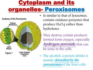 Cytoplasm and its
organelles- Peroxisomes
• Is similar to that of lysosomes,
contain oxidases (enzymes that
produce H2O2) rather than
hydrolases.
• They destroy certain products
formed form oxygen, especially
hydrogen peroxide, that can
be toxic to the cells.
• The alcohol, a person drinks is
mainly detoxified by the
peroxisomes of the liver cells.
 