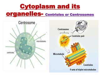 Cytoplasm and its
organelles- Centrioles or Centrosomes
 