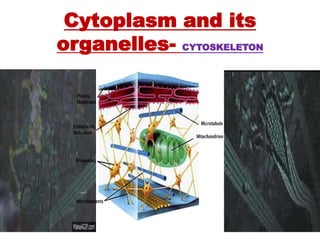 Cytoplasm and its
organelles- CYTOSKELETON
 