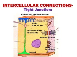 INTERCELLULAR CONNECTIONS-
Tight Junction:
 