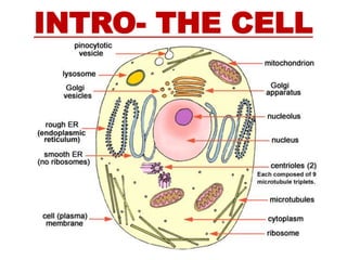 INTRO- THE CELL
 
