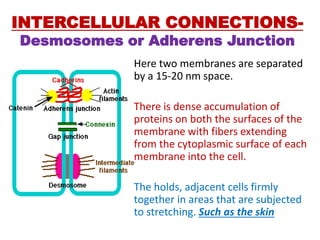 INTERCELLULAR CONNECTIONS-
Desmosomes or Adherens Junction
Here two membranes are separated
by a 15-20 nm space.
There is dense accumulation of
proteins on both the surfaces of the
membrane with fibers extending
from the cytoplasmic surface of each
membrane into the cell.
The holds, adjacent cells firmly
together in areas that are subjected
to stretching. Such as the skin
 