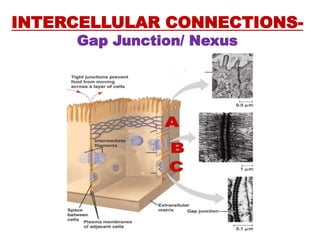 INTERCELLULAR CONNECTIONS-
Gap Junction/ Nexus
 