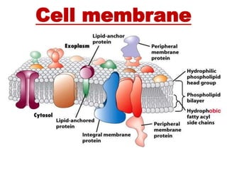 Cell membrane
 