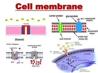 Cell membrane
Channels
 