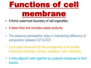 Functions of cell
membrane
• It forms outermost boundary of cell organelles.
• It takes food and excretes waste products.
• The selective permeability helps in maintaining difference of
composition between ICF & ECF.
• It provides framework for the arrangement of all protein
molecules (Enzymes, pumps, receptors, ions, channels).
• It links adjacent cells together by juctional complexes to form
tissues.
 
